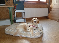 Hund Hazel auf Hundebett in Werkstatt
