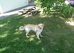 Hund Hazel auf grünem Rasen im Garten
